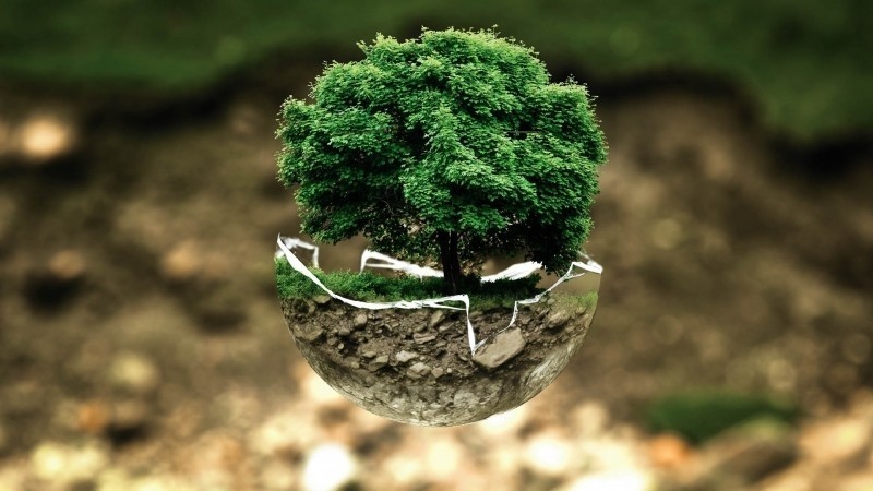 bonsai-tree | Foter.com