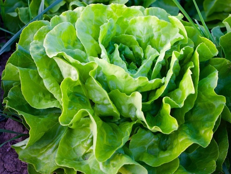 Lettuce | Photo credit: Foter.com