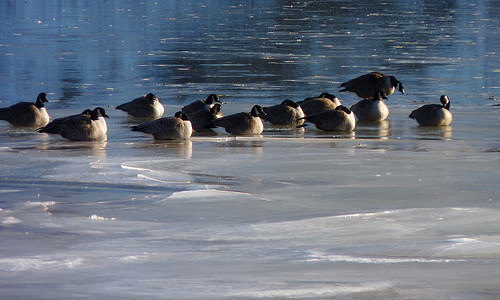 Polar Vortex, Canadian Geese, Oakville News