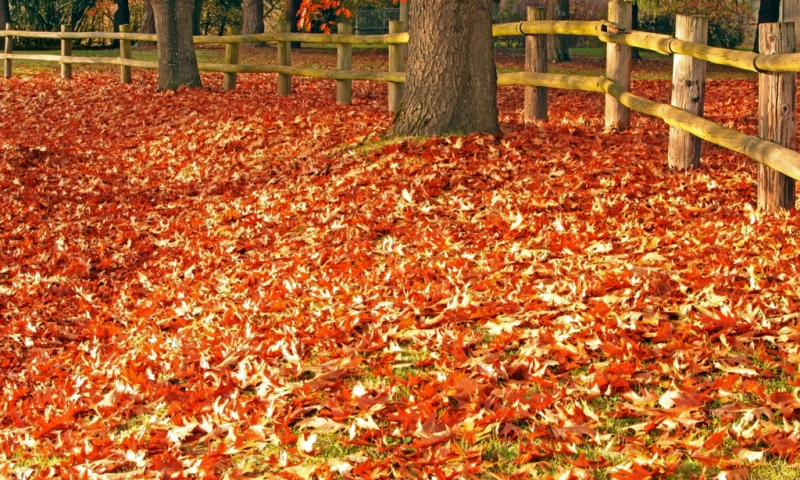 Strong wind Fall leaves on ground | Ian Sane  -  Foter  -  CC BY