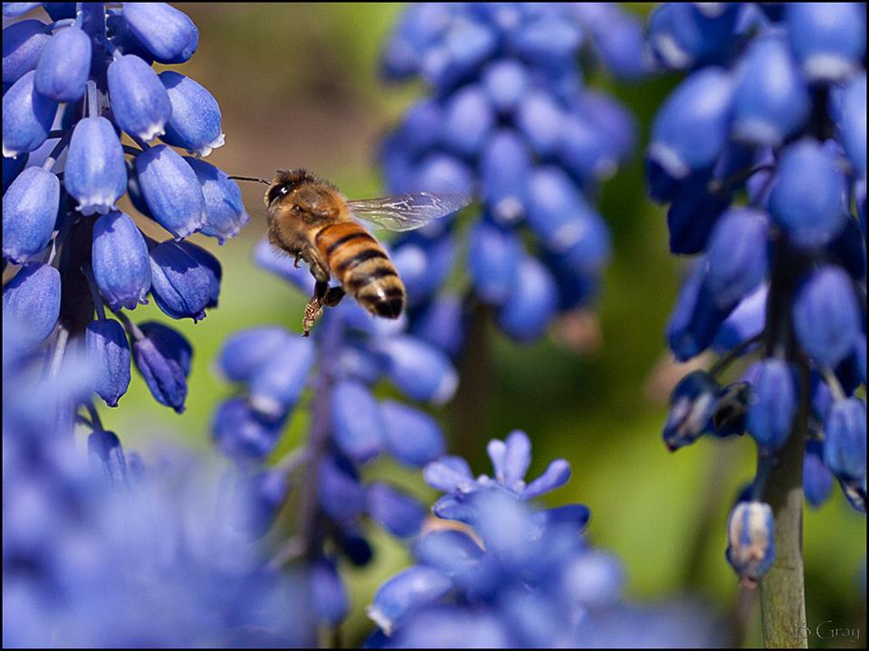 Bee | Brian Gray Photography