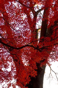 Maple Tree in full fall colour | A great tree grows even though it