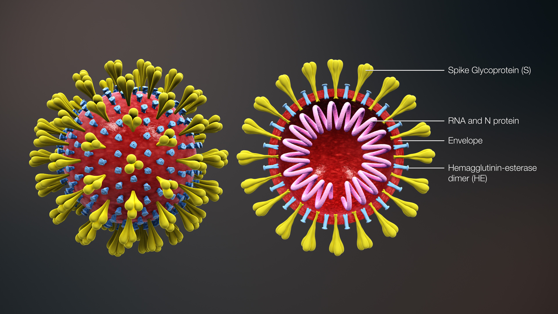 COVID-19 Coronavirus Animation | CC BY-SA 4.0