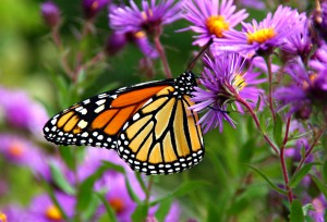 Monarch Butterfly | Monarch Butterfly | Muffet / Foter / CC BY