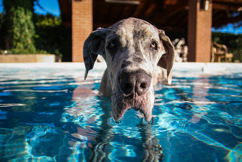 Great Dane in a Swimming Pool - Caption: You looking at me | Giacomo Carena  -  Foter  -  Creative Commons Attribution-NoDerivs 2.0 Generic (CC BY-ND 2.0)