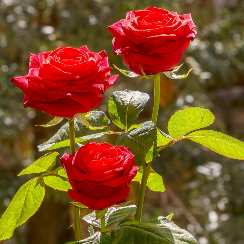 Three long stemmed roses on a bush | Photo credit: hypotekyfidler.cz  -  Foter  -  CC BY 2.0
