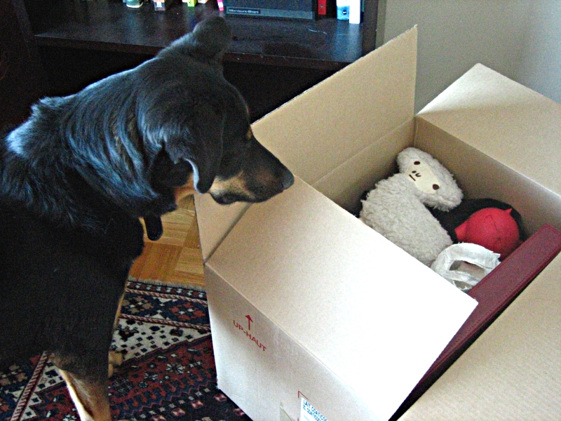 Dog looking at moving box | harmonicagoldfish via Foter.com  -  CC BY-SA