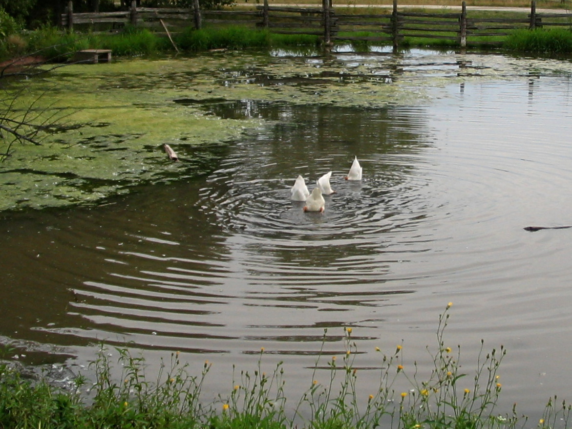 Ducks feeding in a pond | RichardBH  -  Foter  -  CC BY