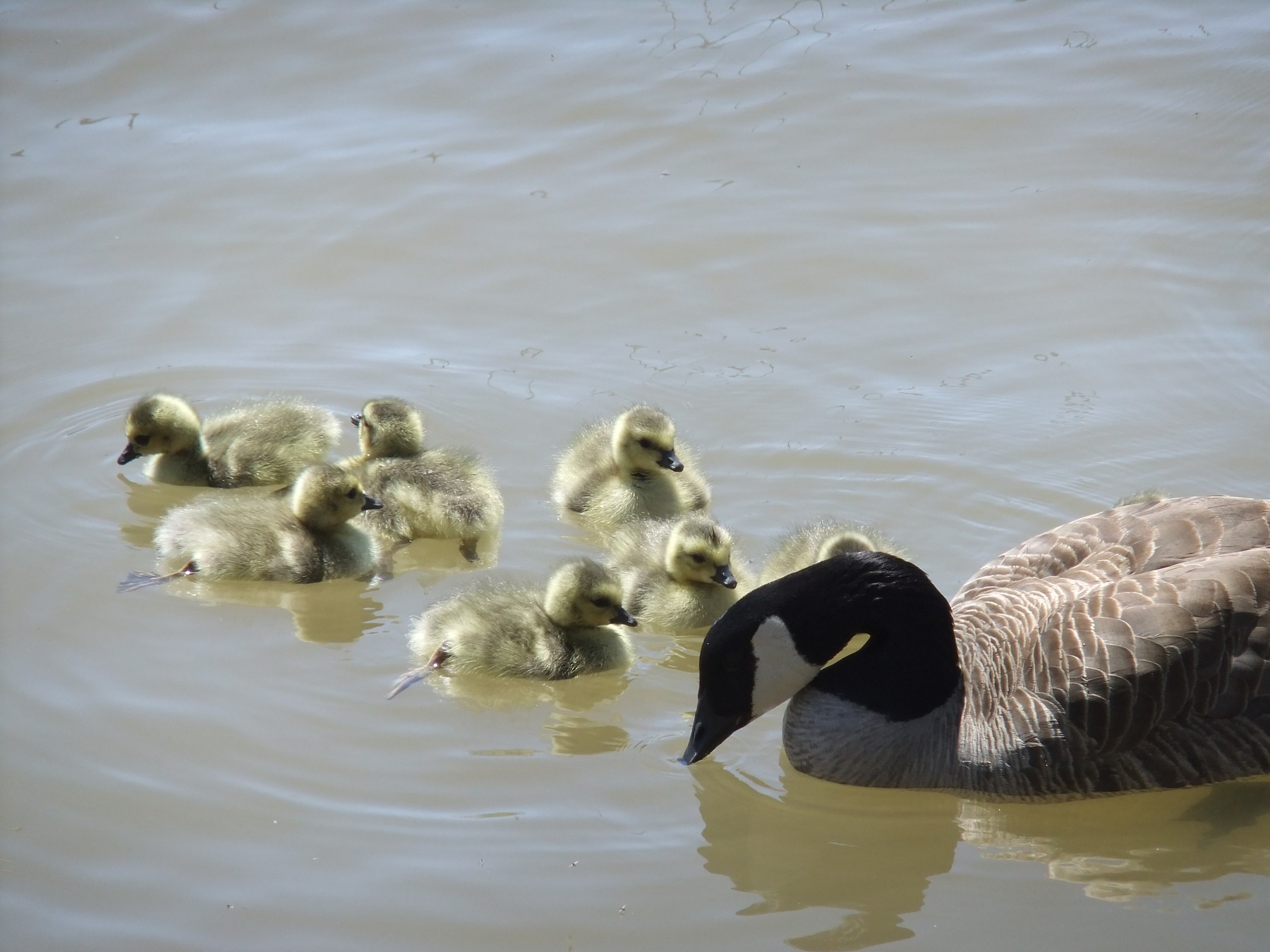 Mother Goose  &  Family | Oakville News