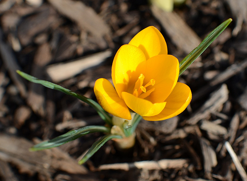 Spring will come: Oakville News