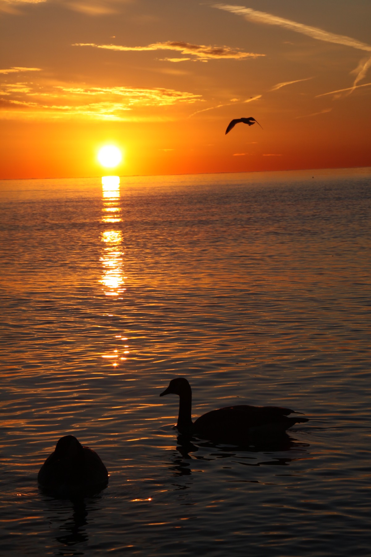 Sunrise over lake ontario with swans | lam_chihang  -  Foter  -  CC BY 2.0