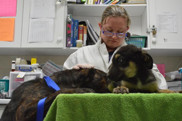 Vet looking at puppy with mom looking on | Oakville   & amp;  Milton Humane Society
