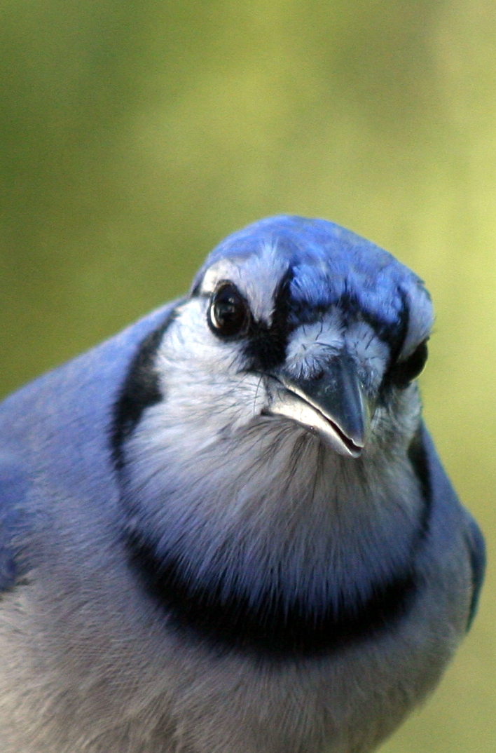 A Blue Jay | Bobolink  -  Foter  -  CC BY 2.0