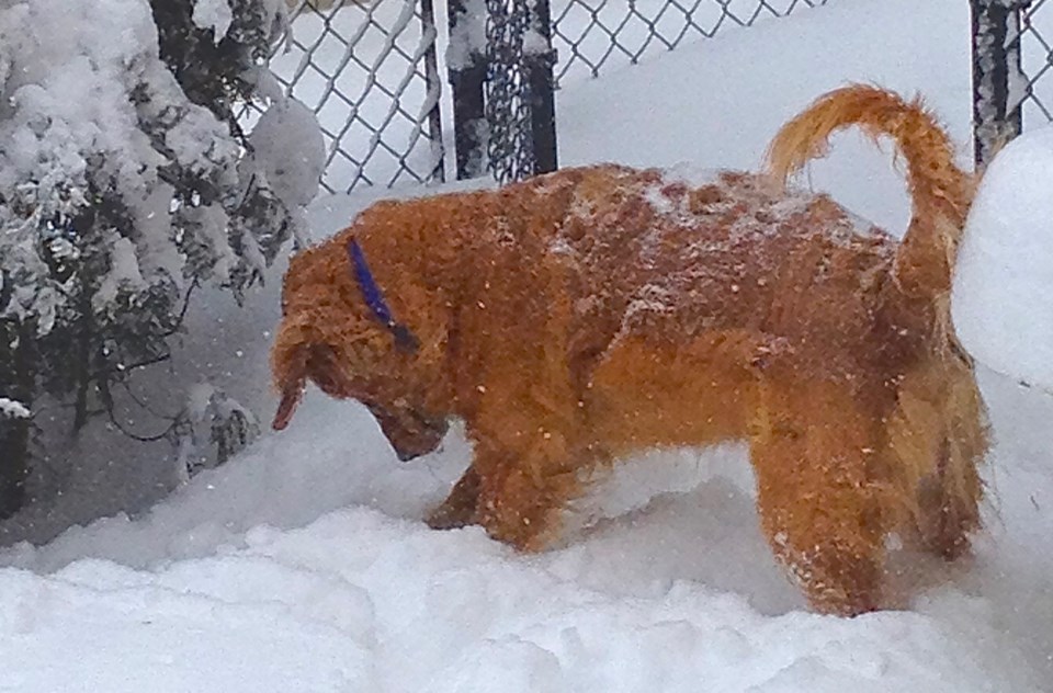 Snow Dog playing in snow