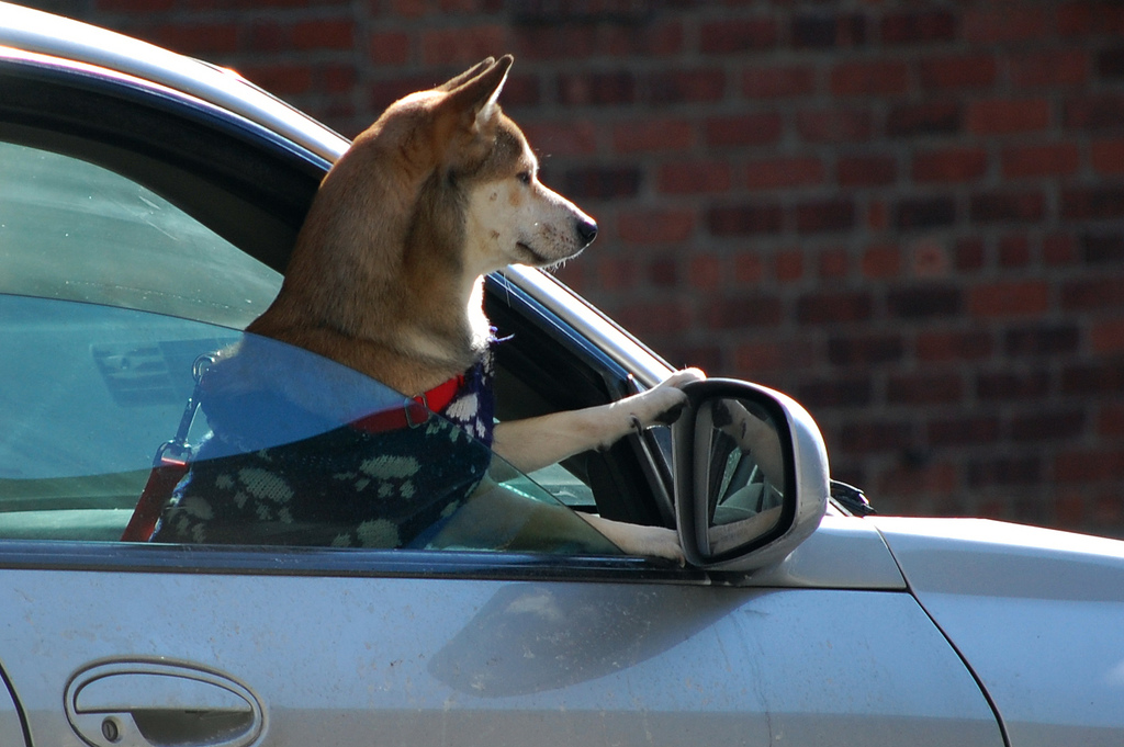 Dog out a car window | Photo credit: laverrue via Foter.com  -  CC BY