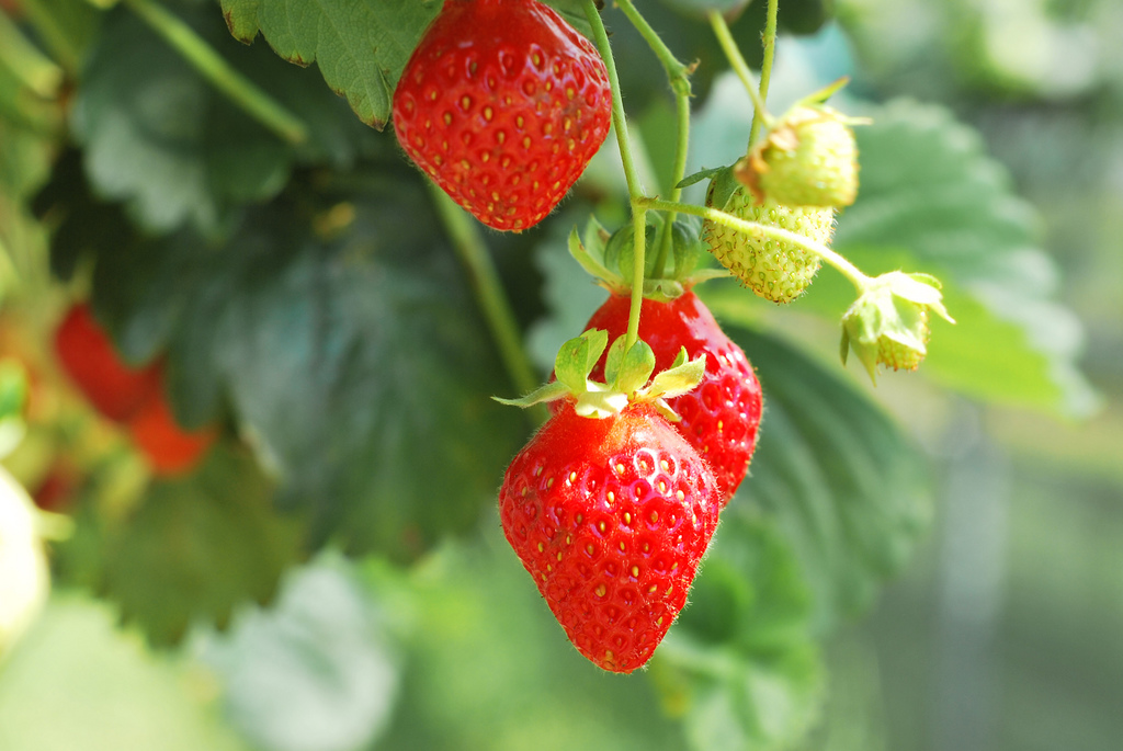 Strawberry Plant | Limerick6 via Foter.com  -  CC BY-ND