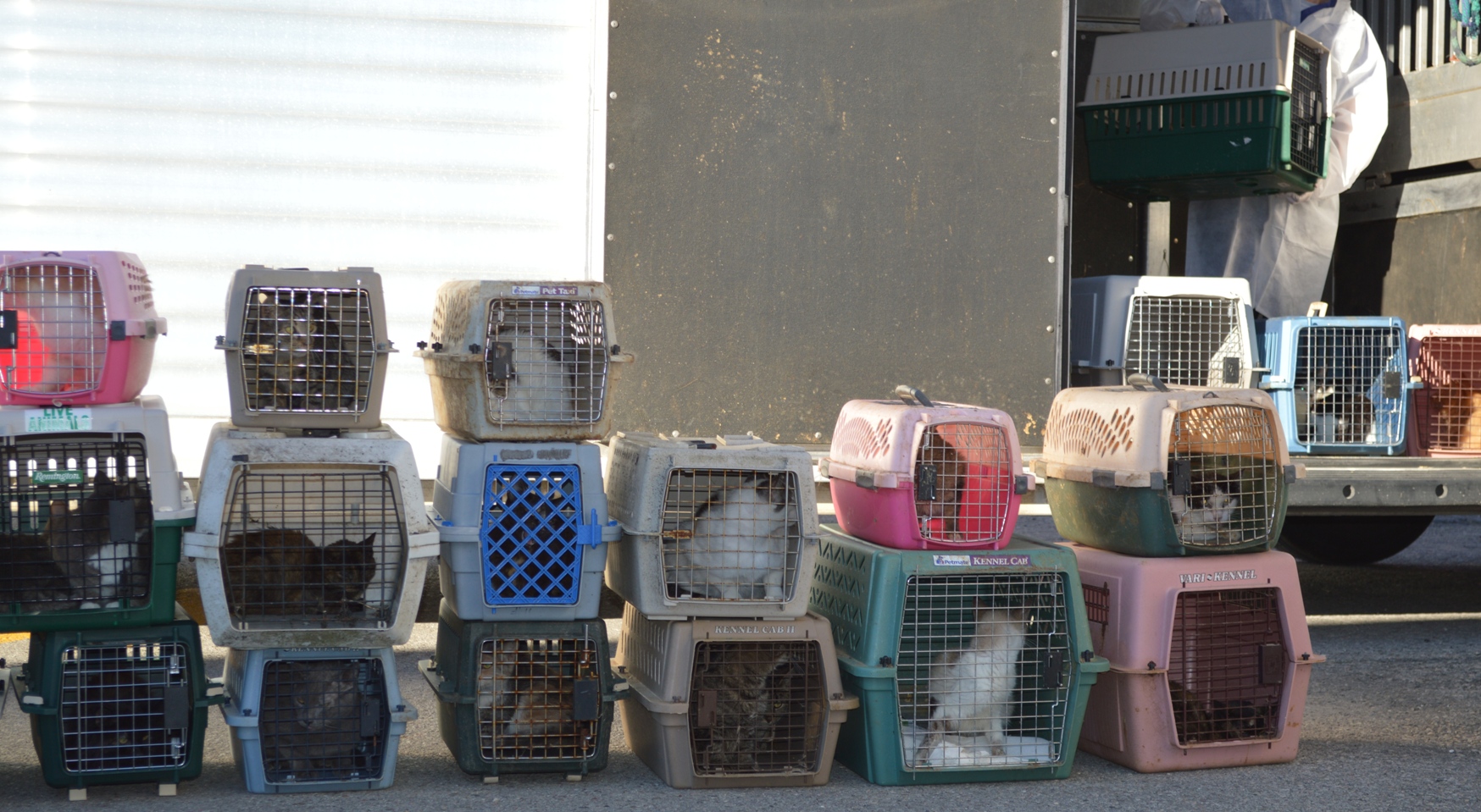 Oakville Milton Humane Society: Cat Cruelty | Oakville Milton Humane Society