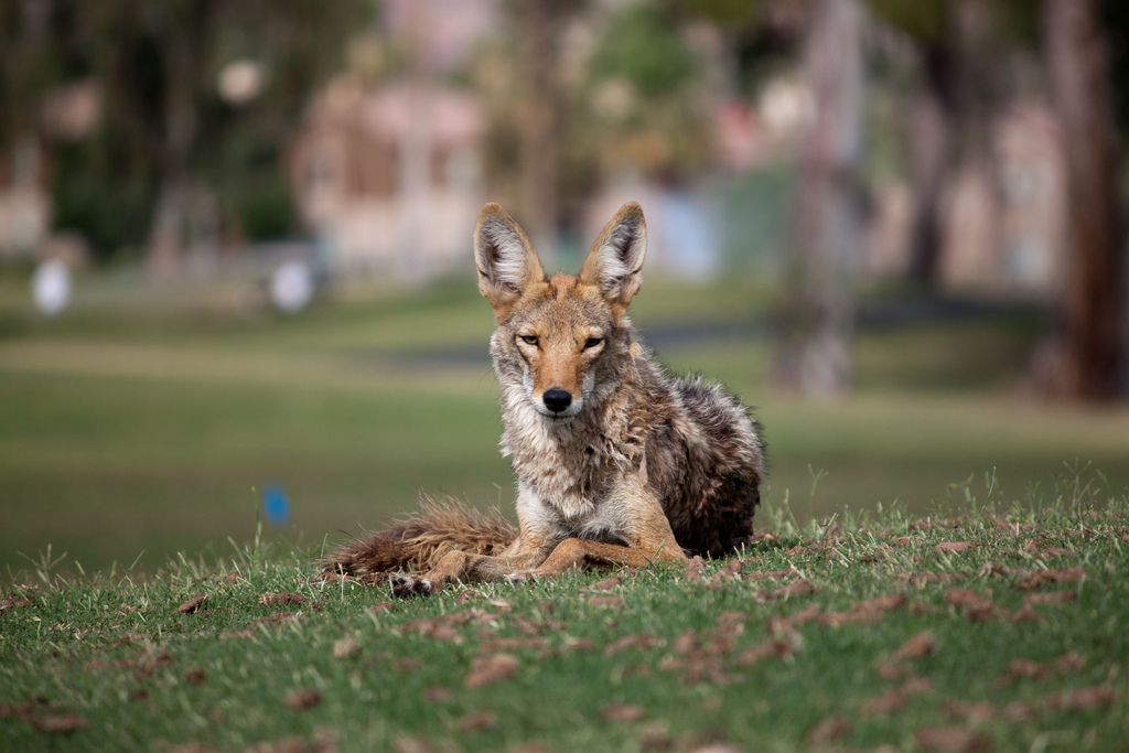 Urban Coyote, Town of Oakville, |  Dru Bloomfield - At Home in Scottsdale  -  Foter  -  CC BY