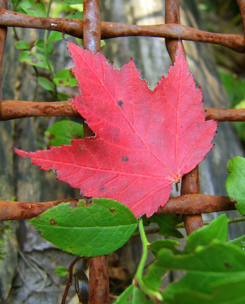 A red Maple Leaf on a Fence | Micky**  -  Foter  -  CC BY