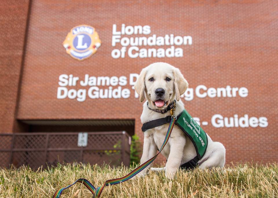 golden retriever puppy | Dog Guides of Canada