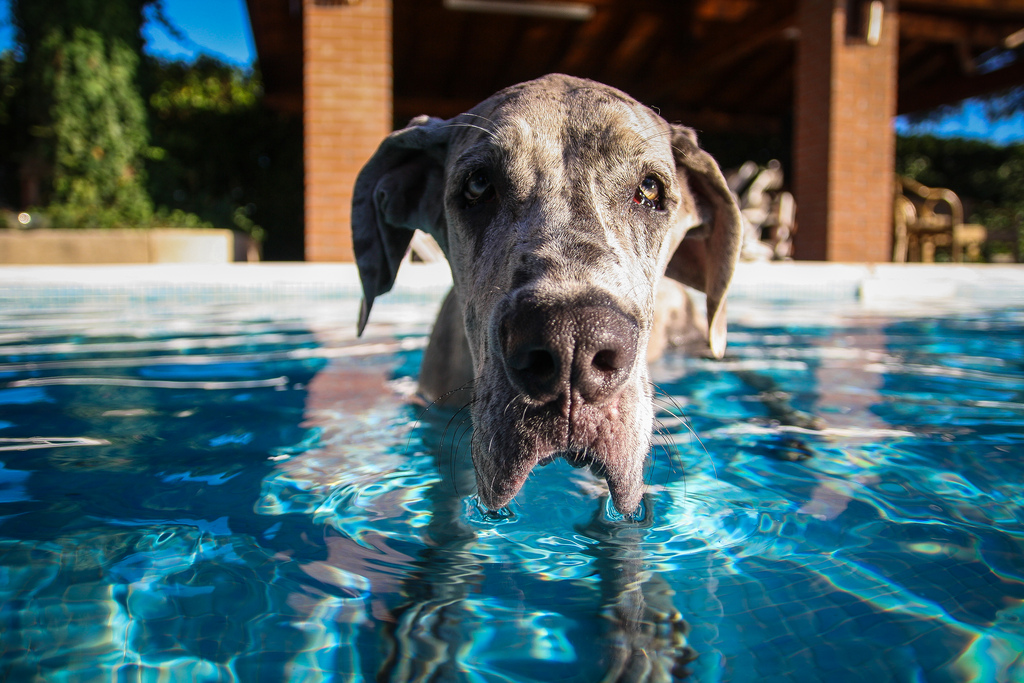 Oakville: Wednesday, June 14, 2017, great dane in pool | Giacomo Carena via Foter.com  -  CC BY-ND