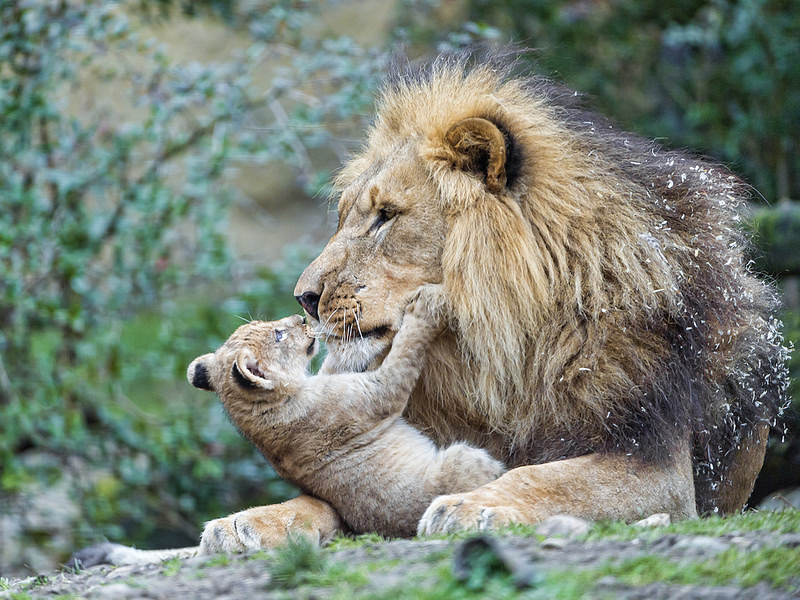 Lion Cub playing with a male lion | Tambako the Jaguar  -  Foter  -  CC BY-ND 2.0