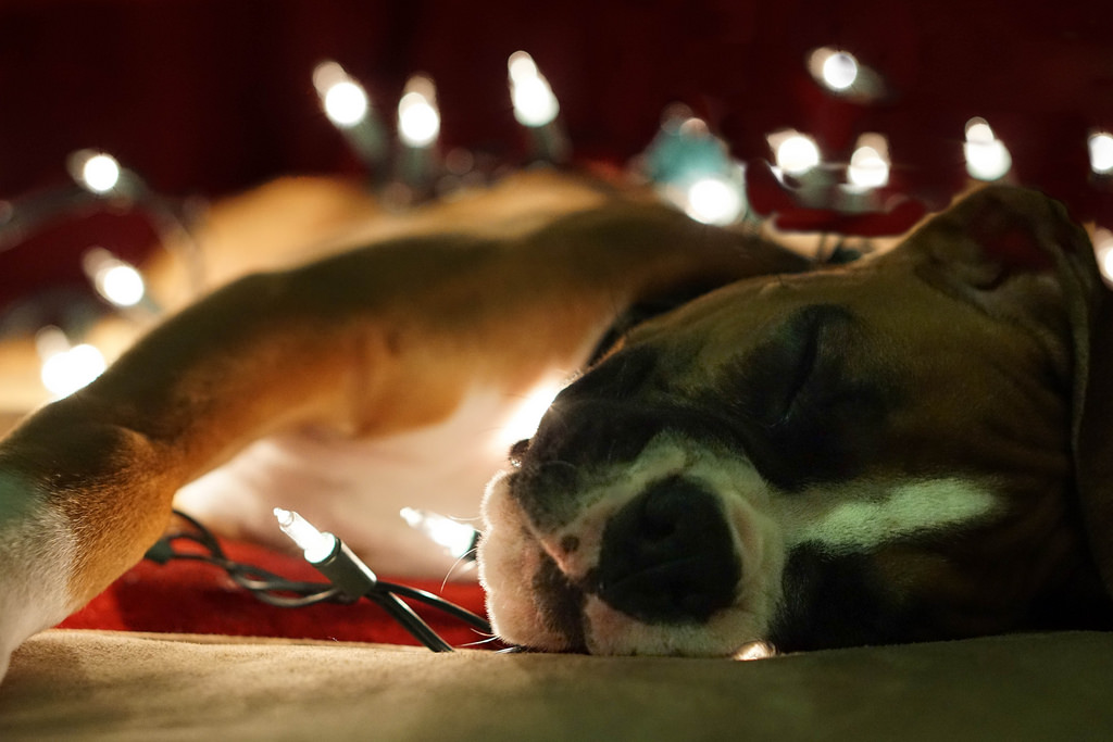 December 8 Puppy with Christmas Lights | Wiggle Butts Pet Photography via Foter.com  -  CC BY-ND