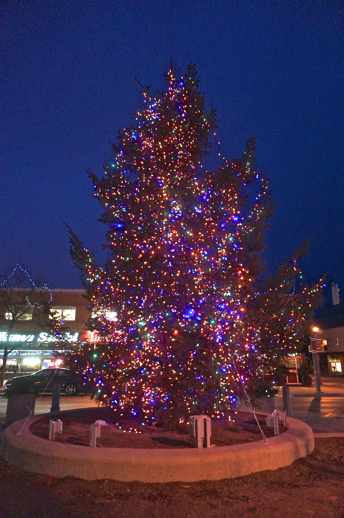 Outdoor Tree lit us for Christmas | OakvilleNews.Org
