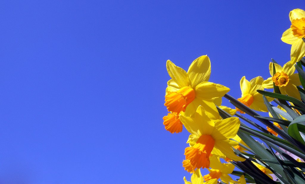 Daffodills | g23armstrong via Foter.com  -  CC BY-ND