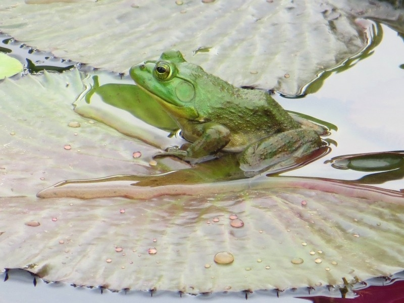 frog-pond-water-green | Foter.com