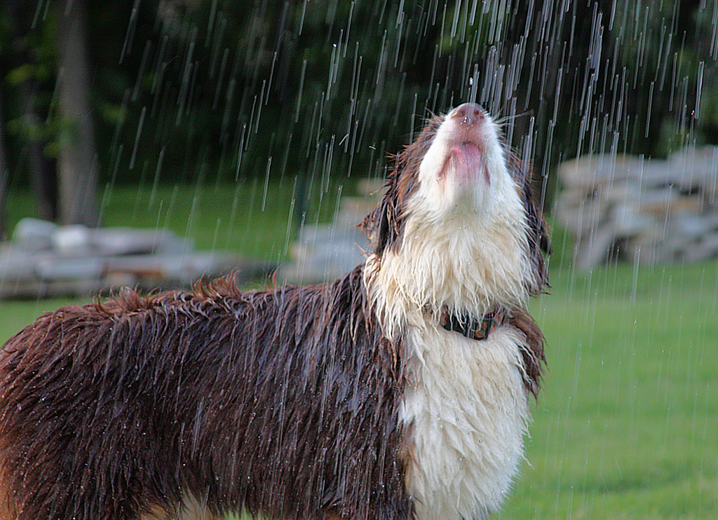Dog standing in the stream of a water sprinkler |  carterse  -  Foter  -  CC BY-SA 2.0