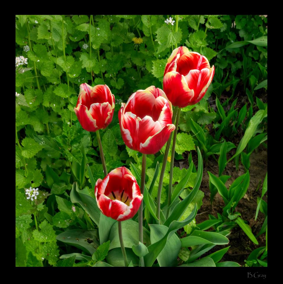 Oakville Events - Tulips | Brian Gray Photography
