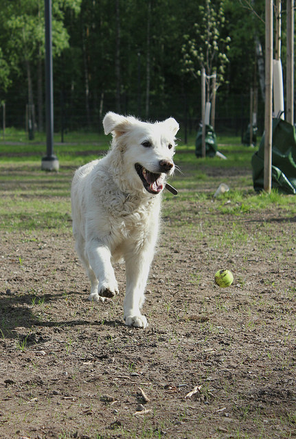 English Retriever running after a ball | Rosalie Karo  -  Foter  -  CC BY 2.0