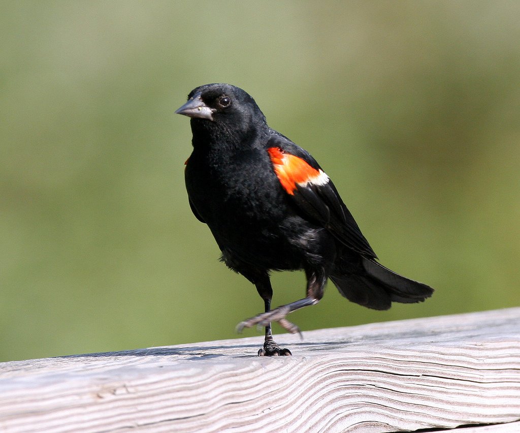 Red winged blackbird | Dawn Huczek via Foter.com  -  CC BY