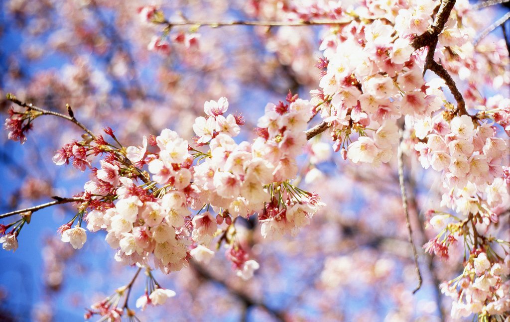 Cherry Blossom | mrhayata via Foter.com  -  CC BY-SA