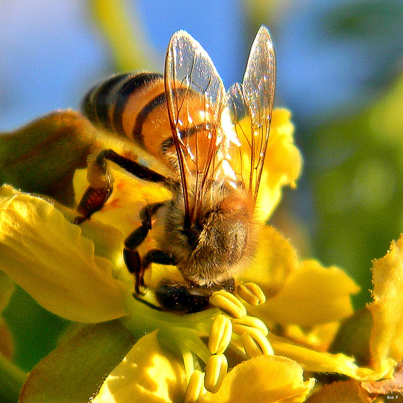 Honey Bee | Photo credit: bob in swamp  -  Foter  -  CC BY