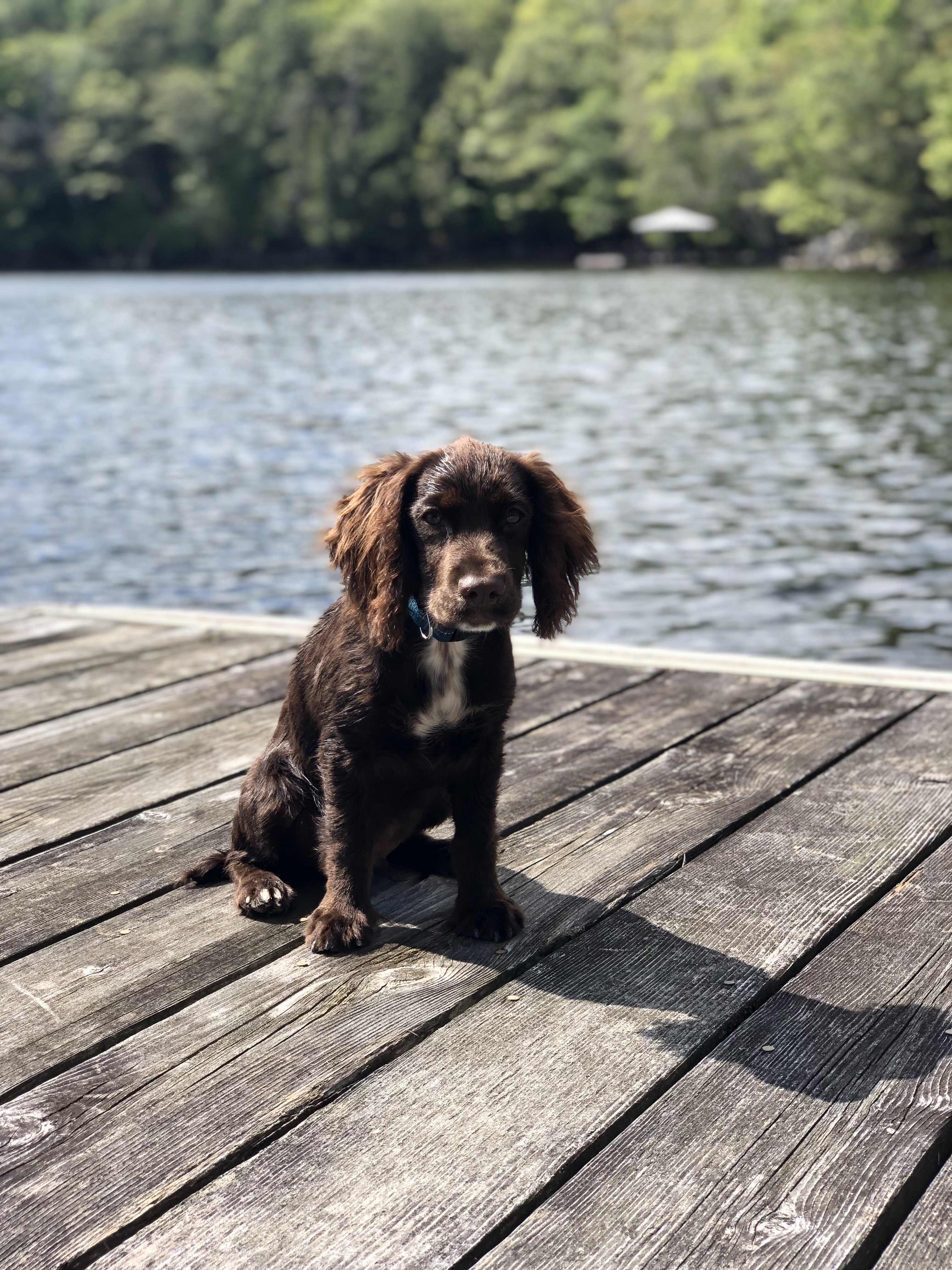 Ben at the Lake | Field Spaniel 11 months old | Jo Fallon