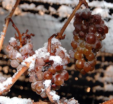 Ready for Icewine, Eiswein