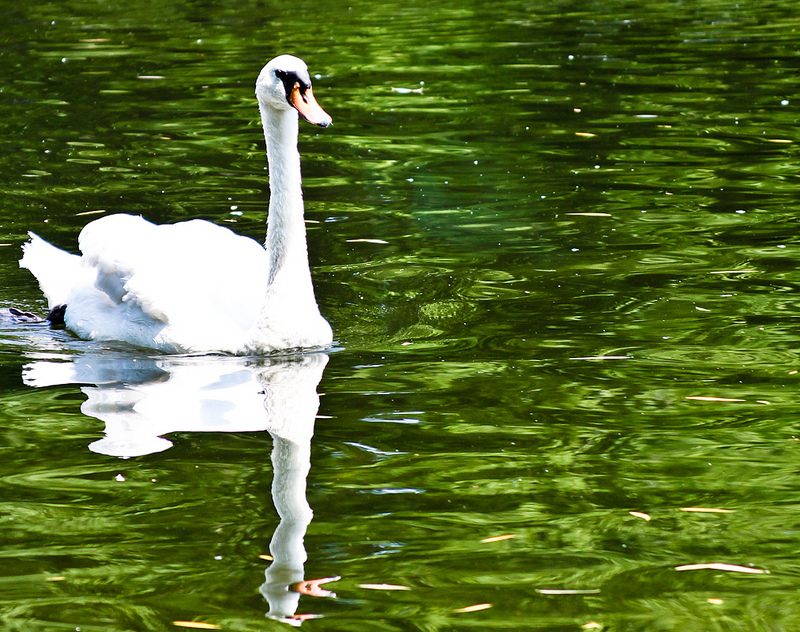 Swan | Navaneeth K N  -  Foter  -  CC BY