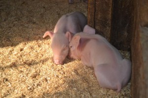 Piglets born at the Farm | Piglets born at the Farm; Photo Credit: Bronte Creek Provincial Park | Bronte Creek Provincial Park