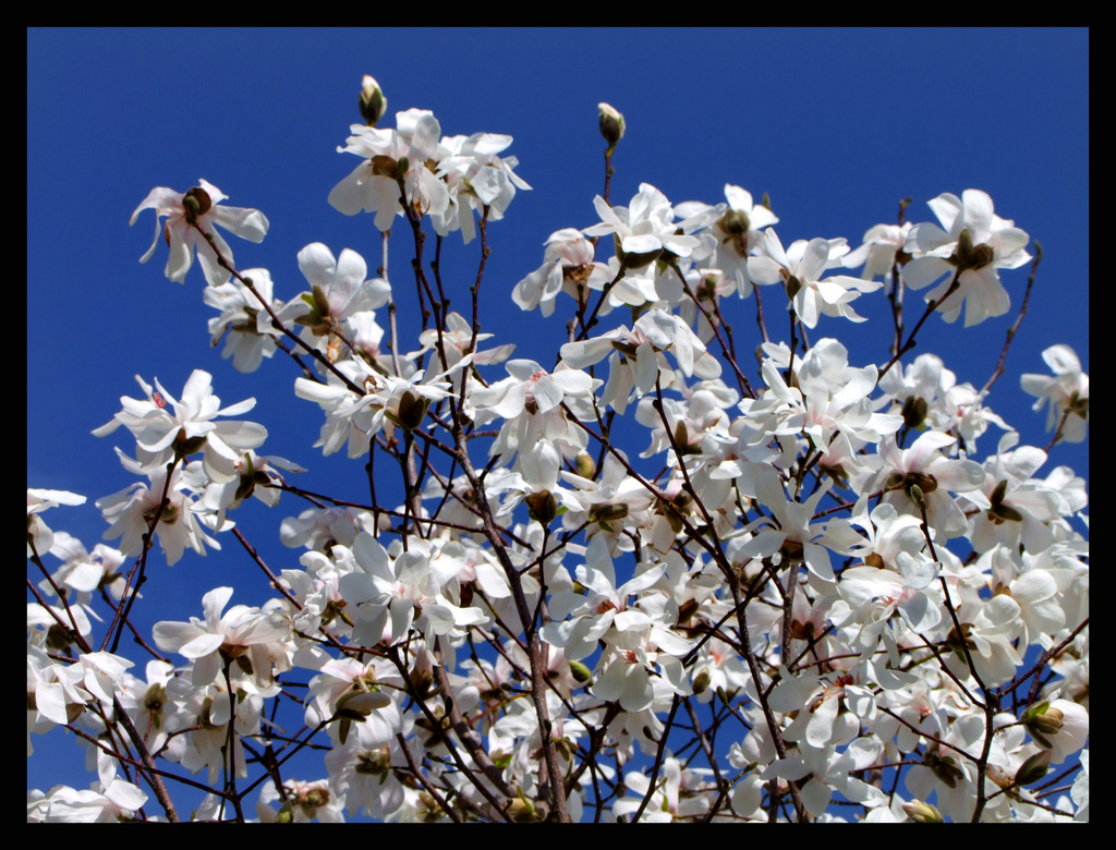 Star Magnolia in Bloom with a bright blue sky at the background