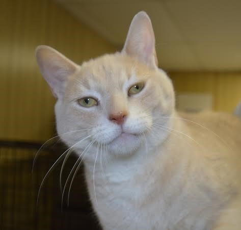 Oakville Milton Humane Society: Oakville News, Cat-A-Doption