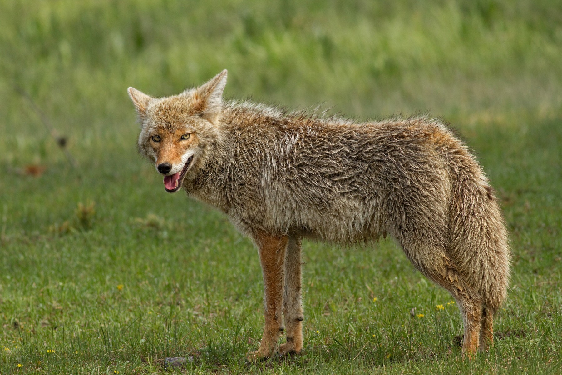 Eastern Coyote | Town of Oakville
