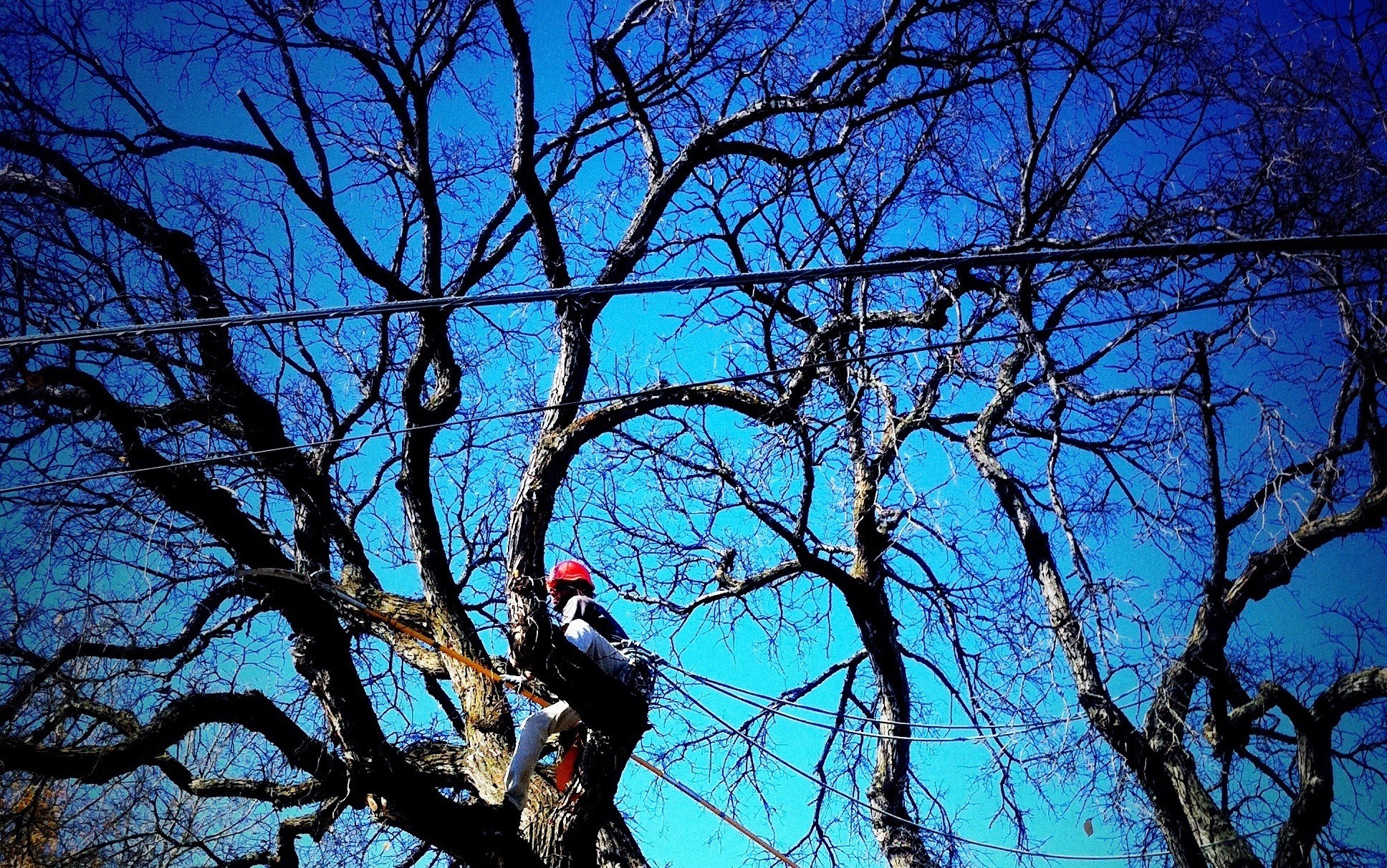2020 tree maintenance | anasararojas via Foter.com  -  CC BY-SA
