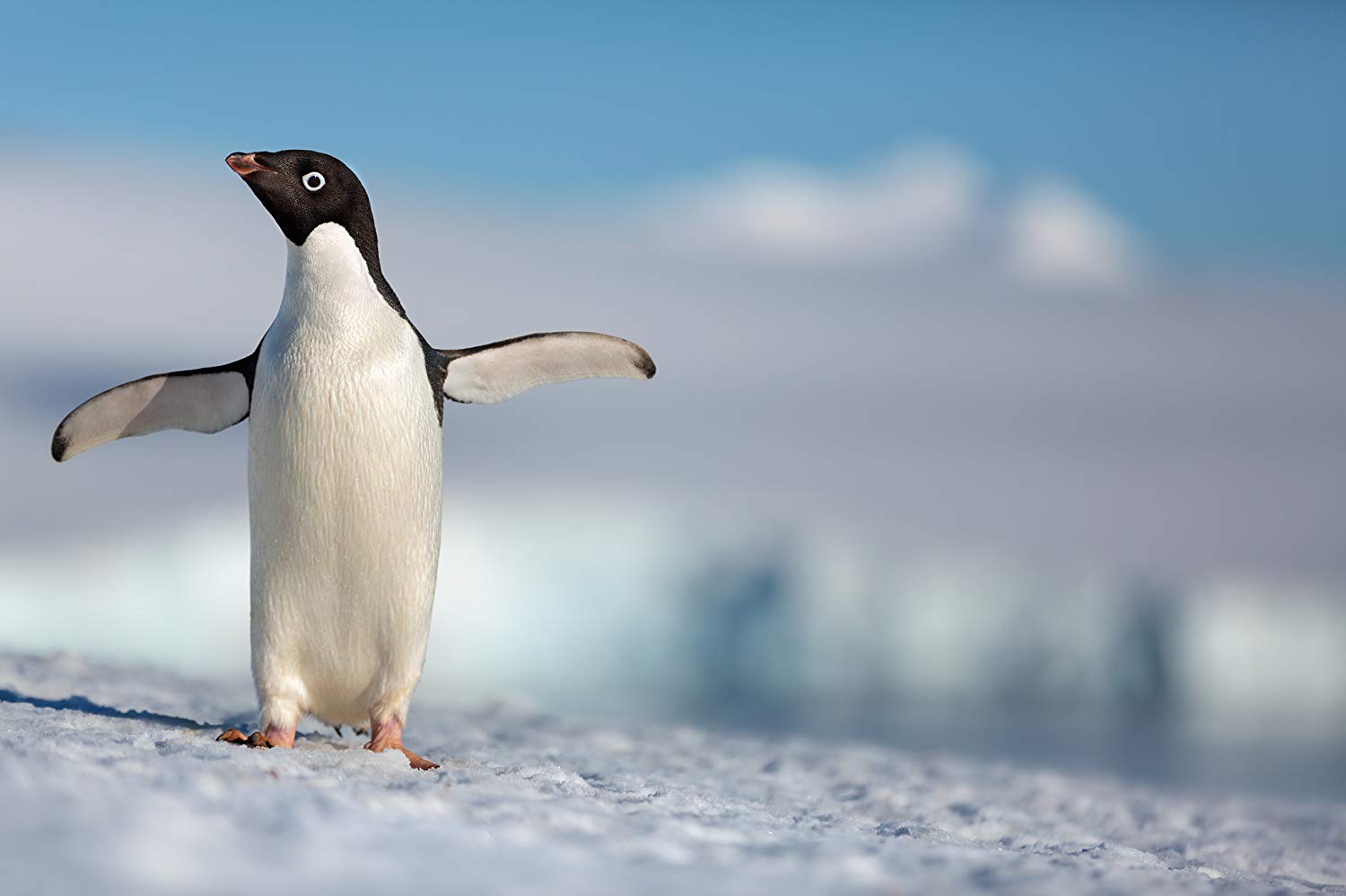 Penguins | Disneynature