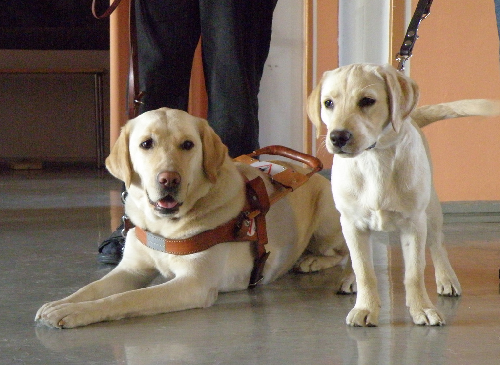 Guide Dog with Puppy in training - golden labs | smerikal  -  Foter  -  Creative Commons Attribution-ShareAlike 2.0 Generic (CC BY-SA 2.0)
