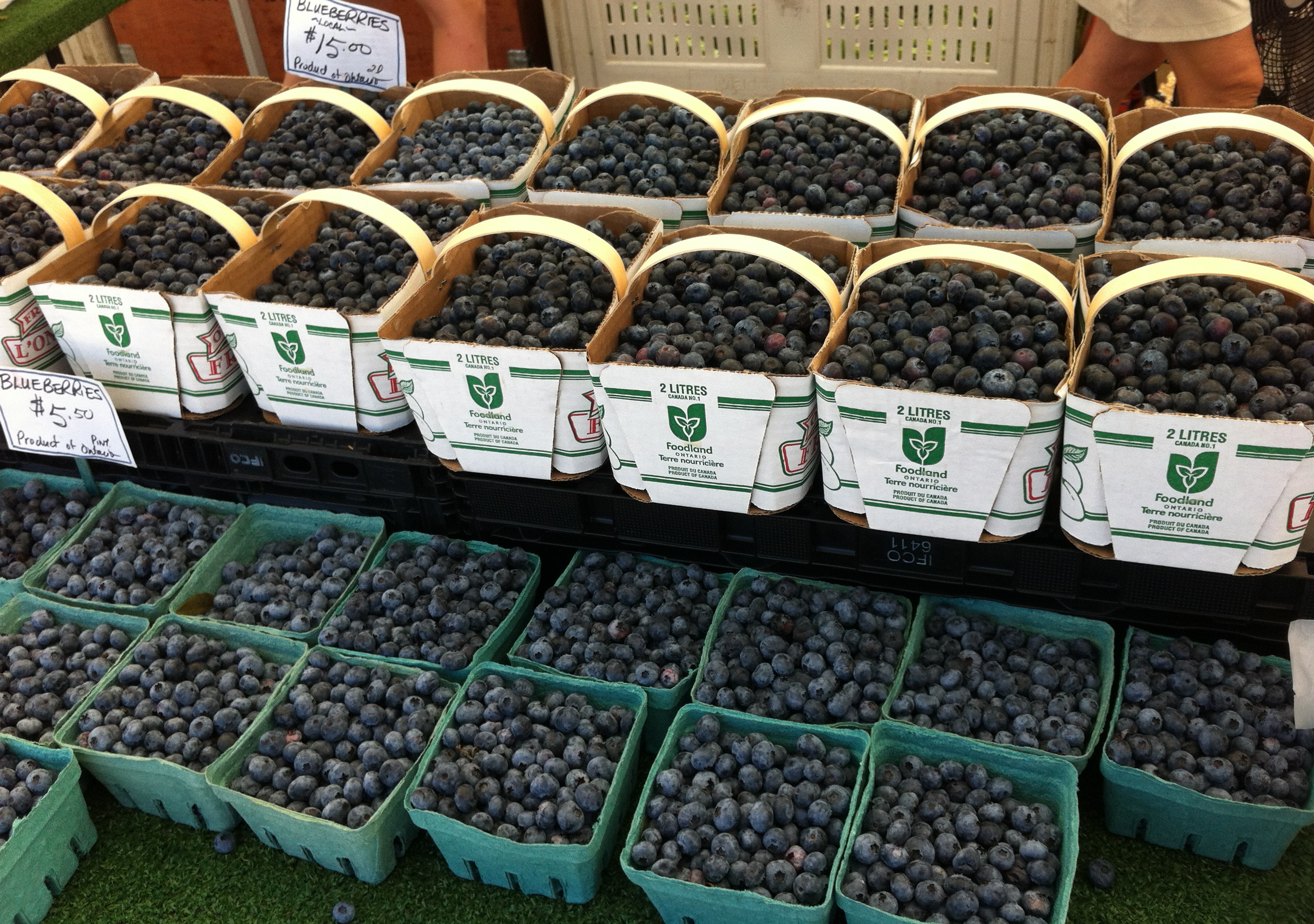 Blueberries from Roberts Farms | Michele Bogle