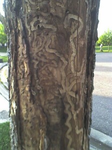 Ash Tree attacked by EAB |  Typically, within six years of an infestation arriving in a woodlot, more than 99 per cent of the ash trees will have been killed.