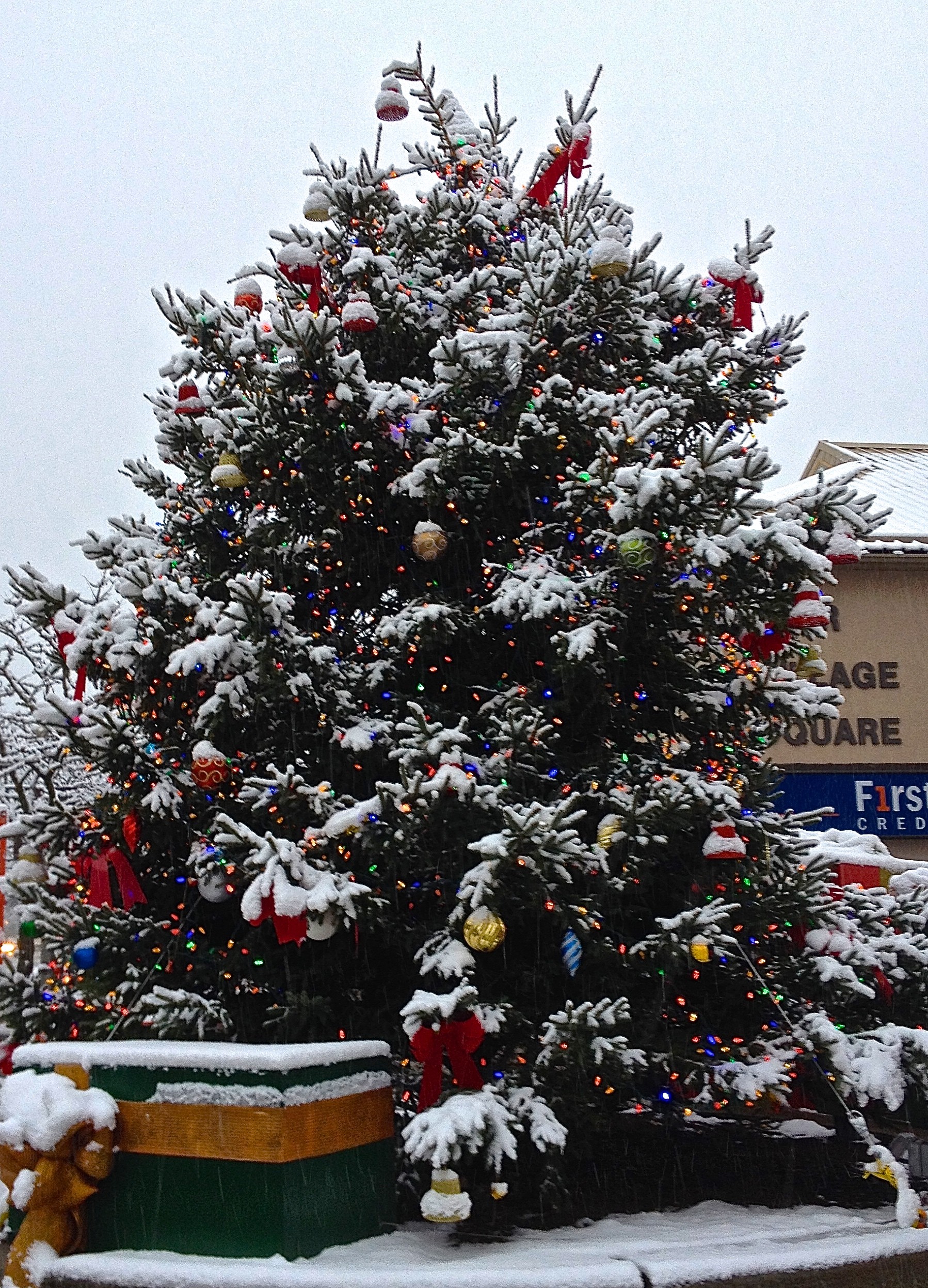 Christmas Tree | OakvilleNews.Org