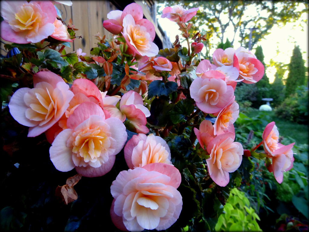 pink begonias | Rina Pitucci (Tilling 67)  -  Foter  -  CC BY-ND 2.0